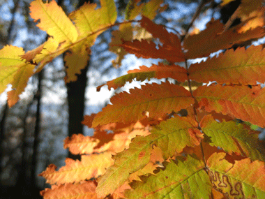 Leaf 380x285