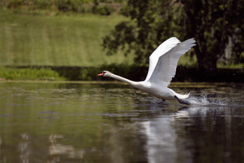 Swan 348x233